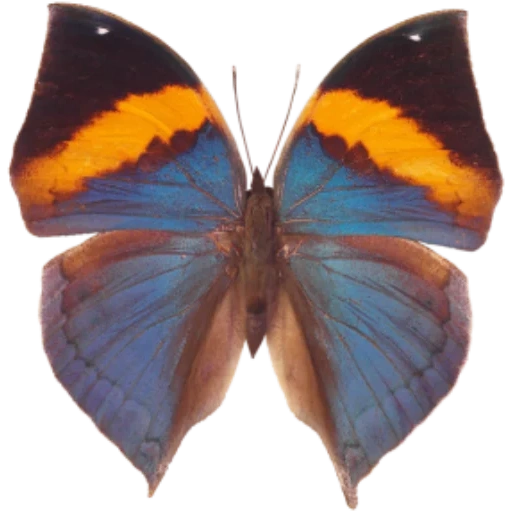 бабочка, бабочка синяя, бабочка бабочка, голубая бабочка, бабочка каллима инах