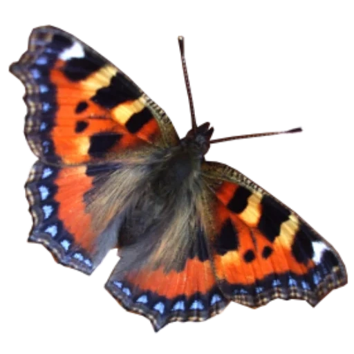 бабочка клипарт, бабочки белом фоне, крапивница бабочка, бабочка бабочка крапивница, бабочка многоцветница переливница