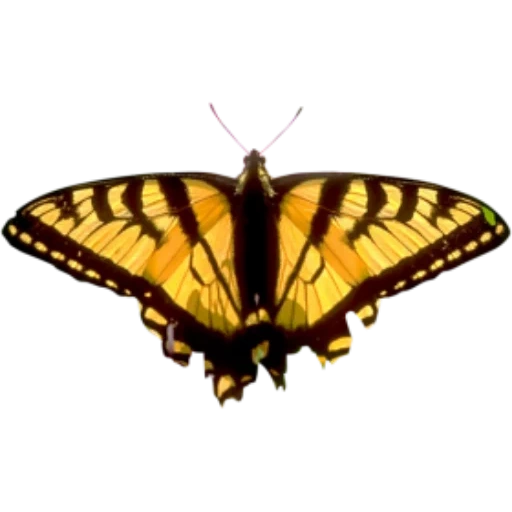 бабочка махаон, бабочка бабочка, тигровая бабочка, бабочка папилио махаон белом фоне