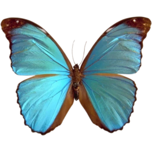 бабочка, бабочка синяя, бабочка морфо, голубая бабочка, бабочка морфо менелай