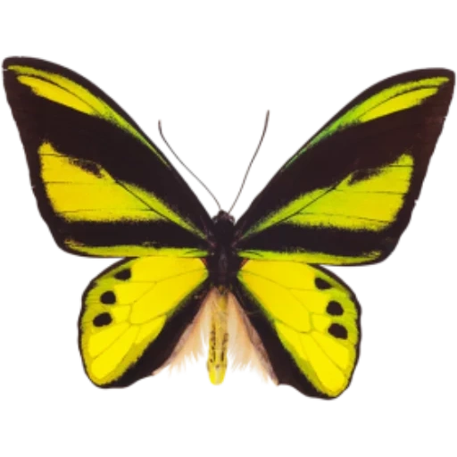 бабочка, бабочка желтая, бабочка бабочка, ornithoptera chimaera, орнитоптера приам бабочка