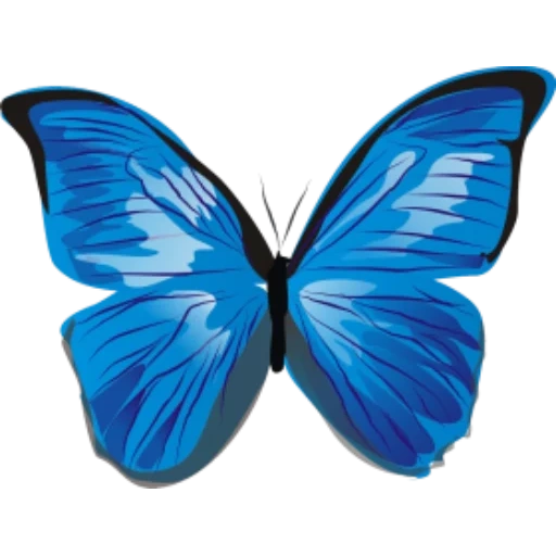 бабочка синяя, морфо бабочка, голубая бабочка, бабочка бабочка, красивая бабочка белом фоне голубая
