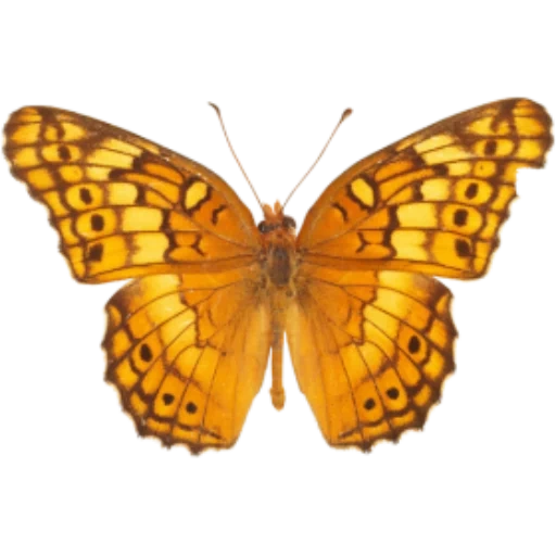бабочки, желтые бабочки, оранжевая бабочка, бабочка прозрачная, бабочка перламутровка