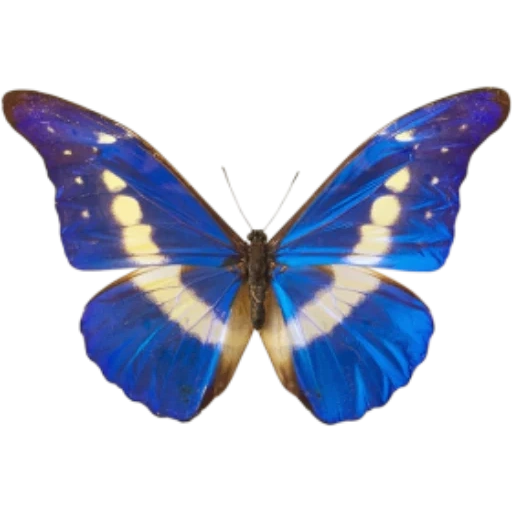 бабочка синяя, бабочка морфо, голубая бабочка, бабочка бабочка, анимированная синяя бабочка