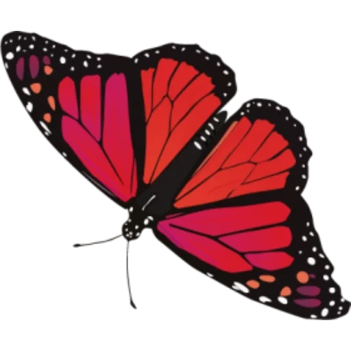 бабочка, фон бабочки, бабочка красная, бабочка красного цвета, красная бабочка летает
