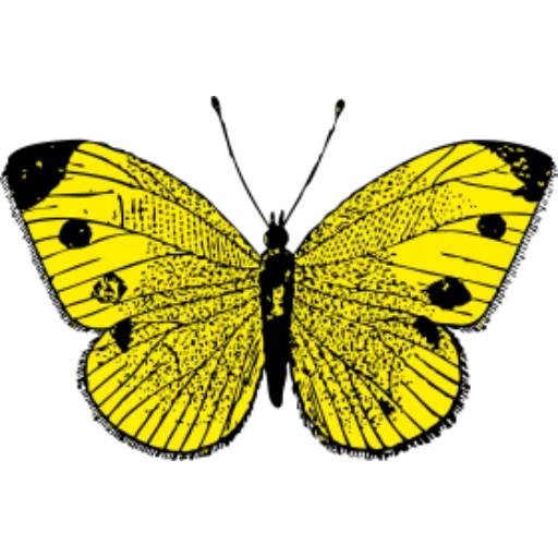 бабочка, махаон бабочка, бабочка желтая, black and yellow, бабочка луговая желтушка рисунок