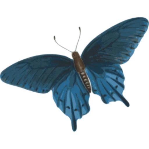 бабочка синяя, голубая бабочка, бабочка бабочка, бабочка без фона, бабочка большой мормон