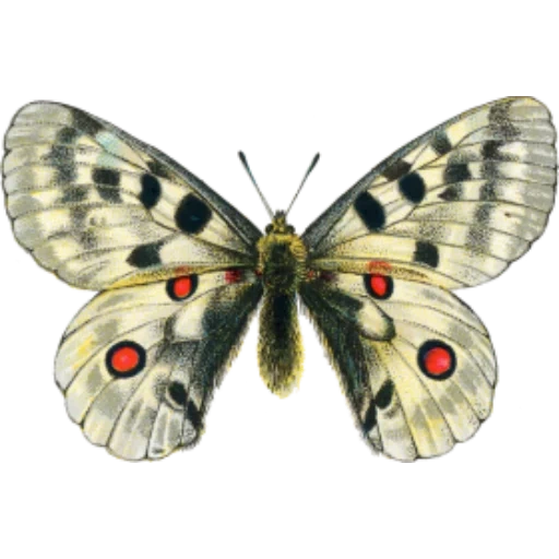 бабочка, бабочка белая, бабочка аполлон, moths and butterflies, бабочка аполлон красная книга