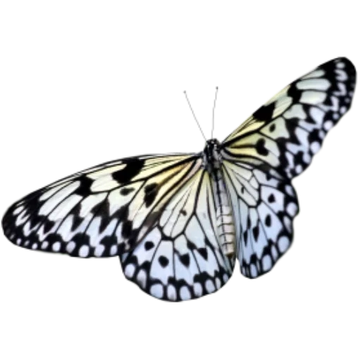 бабочка, белая бабочка, бабочка бабочка, тропическая бабочка, нимфа бабочка белом фоне