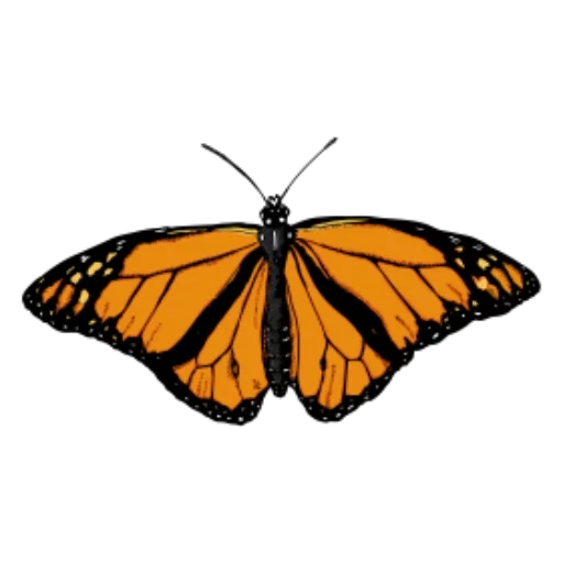 бабочка, монарх бабочка, бабочка желтая, бабочка бабочка, moths and butterflies