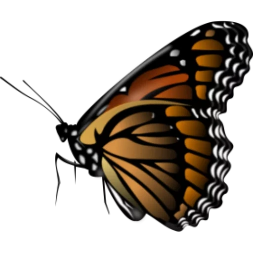 бабочка, бабочка боком, бабочка монарх, бабочка бабочка, на прозрачном фоне