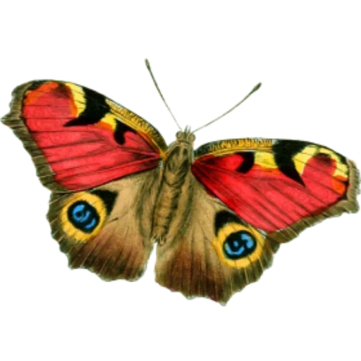 бабочка, бабочка мотылек, бабочка бабочка, бабочка белом фоне, бабочка павлиний глаз