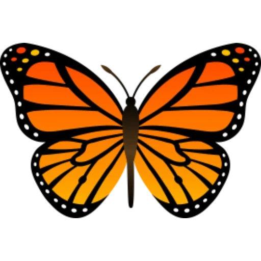 бабочка, бабочка монарх, бабочка бабочка, графика бабочка, оранжевая бабочка