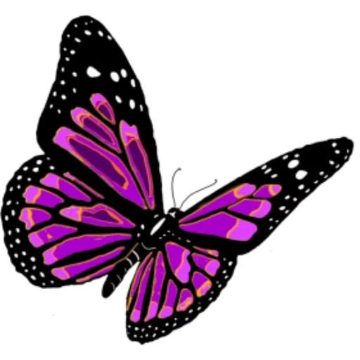 бабочка, бабочка бабочка, бабочка белом фоне, бабочки фиолетовые, маленькая бабочка белом фоне