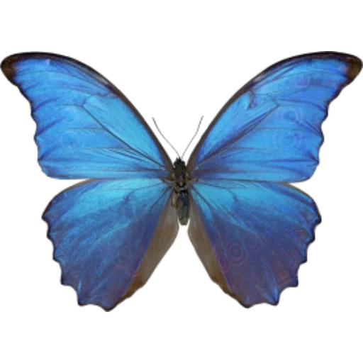 морфо дидиус, бабочка синяя, морфо бабочка, крылья бабочки, бабочка голубая