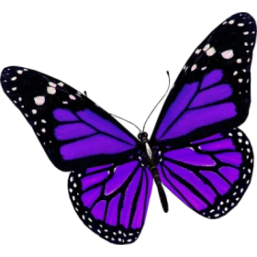 бабочка, бабочка бабочка, бабочки фиолетовые, фиолетовая бабочка белом фоне, фиолетовая бабочка белом фоне гаси