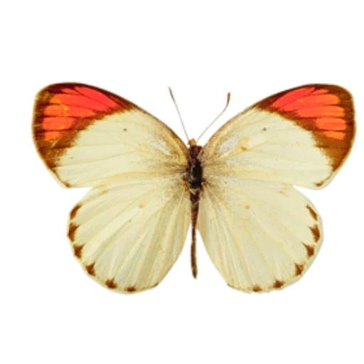 бабочка зорька, hebomoia glaucippe, hebomoia glaucippe или, бежевая бабочка красной, бабочка белянка оранжевая