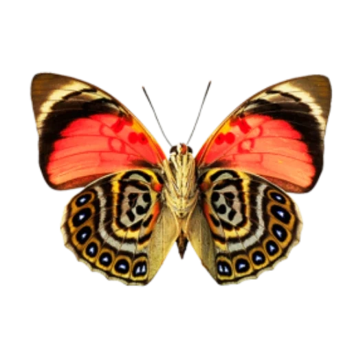 бабочка, крылья бабочки, бабочка монарх, бабочка бабочка, бабочка прозрачная