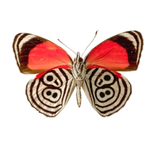 бабочка 88, крылья бабочки, бабочка бабочка, diaethria clymena