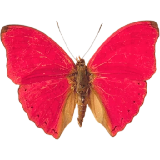 бабочка красная, бабочка бабочка, красная бабочка без фона, бабочка красного цвета детей