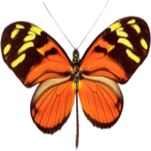 эмодзи, бабочка, бабочка бабочка, оранжевая бабочка крупная прозрачном фоне