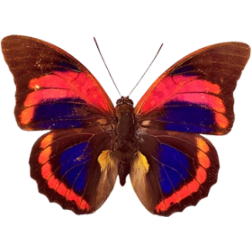 бабочка картина, бабочка бабочка, препона пренеста, prepona praeneste