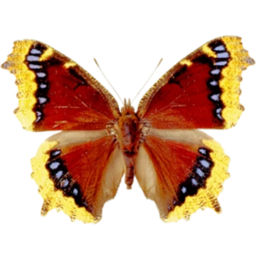 бабочка, бабочка бабочка, бабочка траурница, траурница бабочка самка, бабочка адмирал крапивница