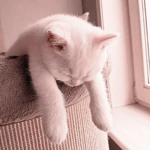 chat, chat blanc, chat chat, chat fatigué, chat fatigué