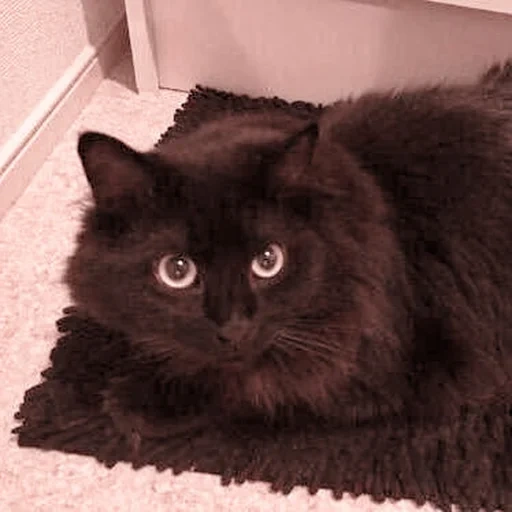 gato, gato, gato preto, gato preto, cat de pêlo comprido