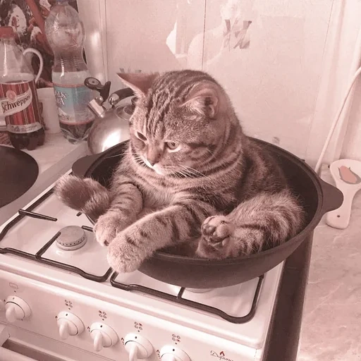 кот, суп котом, кот смешной, кот кастрюле, кот сковороде
