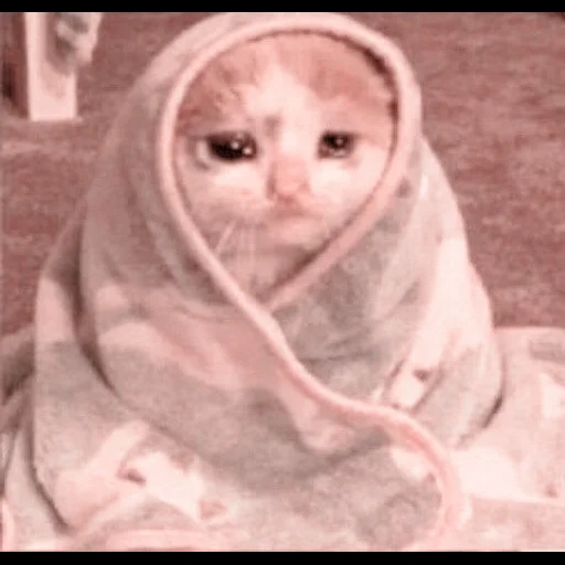 cat, seal, seal blanket, a lovely animal, sad cat