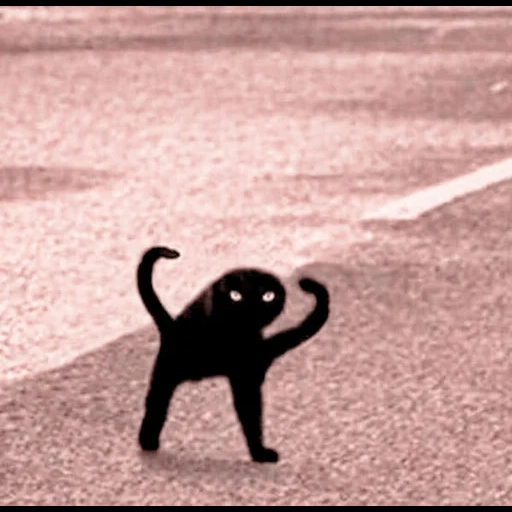 die katze, the black cat, black cat meme, yu original schwarze katze, black cat meme