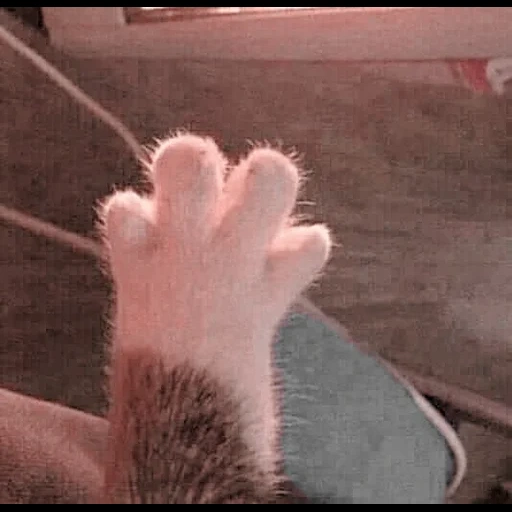 gatto, il piede di kotik, paw cat, paw di cat, i gatti sono divertenti