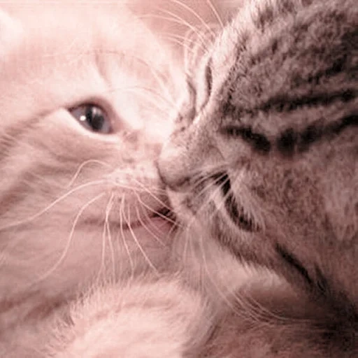 кошки любовь, милые котики, поцелуй котят, животные коты, смешные зверюшки