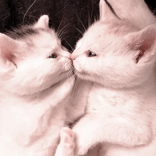 gatos lindos, beso de gatitos, dos lindos gatos, los gatos están abrazados, gatitos encantadores