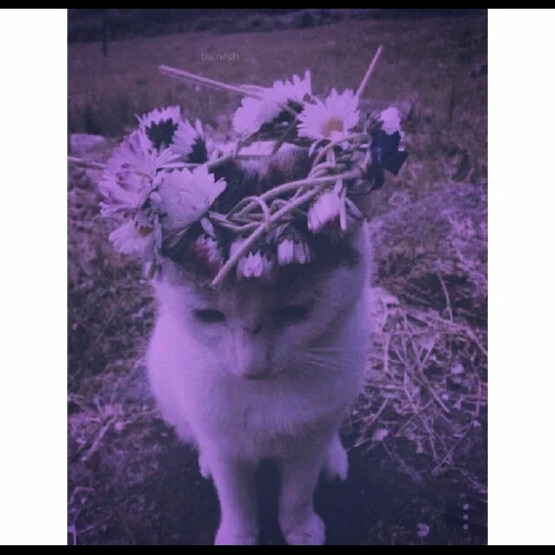 кот, кошечка, котики пушистые, кот венке цветов