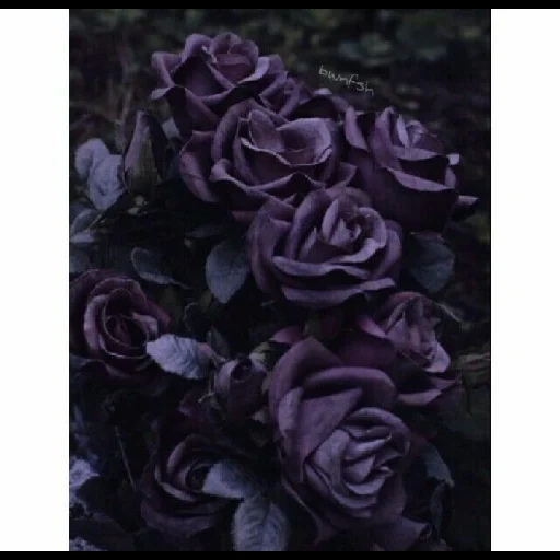 черная роза, темные цветы, розы фиолетовые, роза дарк перпл, бордово фиолетовые розы