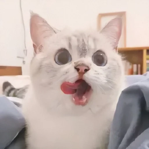cat, seal, yaroslav cat, cute cat meme, drama cat
