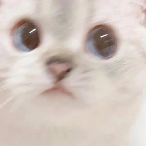 lovely seal, cute cat meme, cute cat meme, cute cat meme, a charming kitten