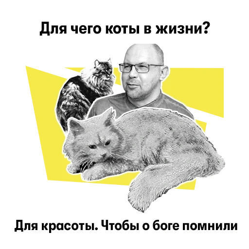 kucing, kucing, anovov ivanovv, alexander druz, alexander friend cat