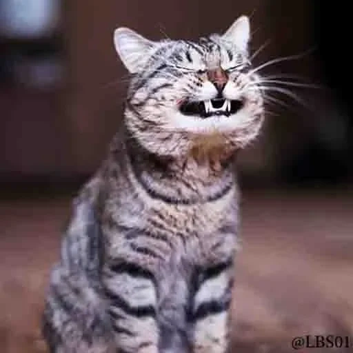 гыыыы кот, смеющийся кот, улыбающийся кот, улыбающаяся кошка, полосатый кот улыбается