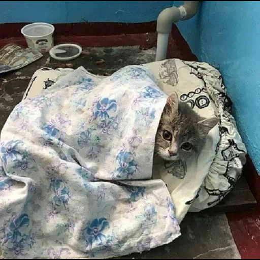 кот, бездомная кошка, несчастный кошка, съехал от родителей, когда съехал от родителей