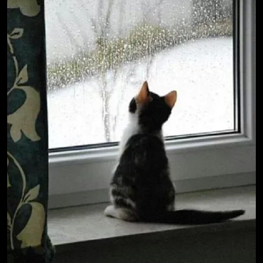 кот, кошка, ждущий кот, ждет у окна, котенок у окна