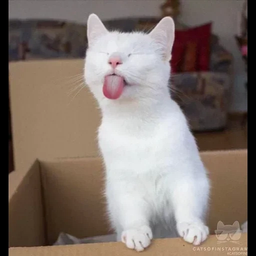 кот смешной, смешные коты, смешные котики, кошки забавные, смешной белый кот