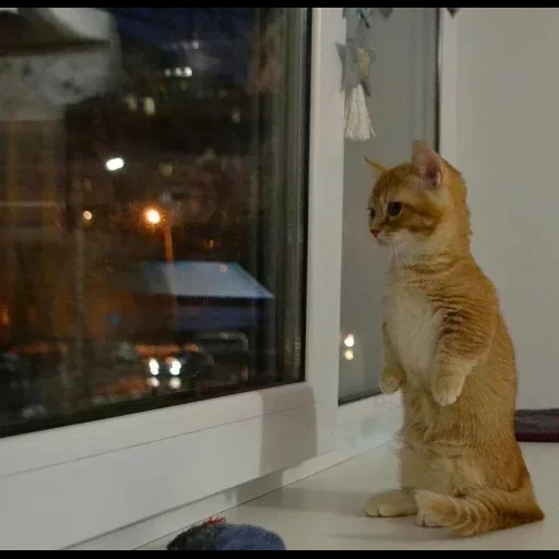 кот, кошки, кошка окне, абиссинская кошка, кошка подоконнике