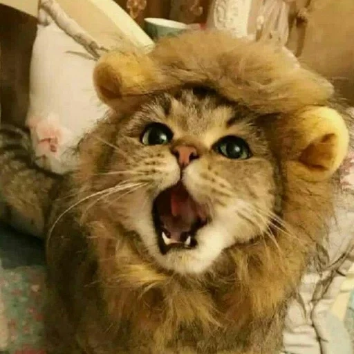 лев, кот, котэ, лев кот, котик костюме льва