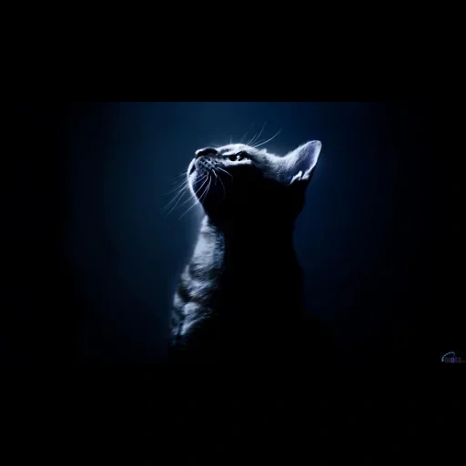 кот, коты, кошки, кот темноте, кошка ночью