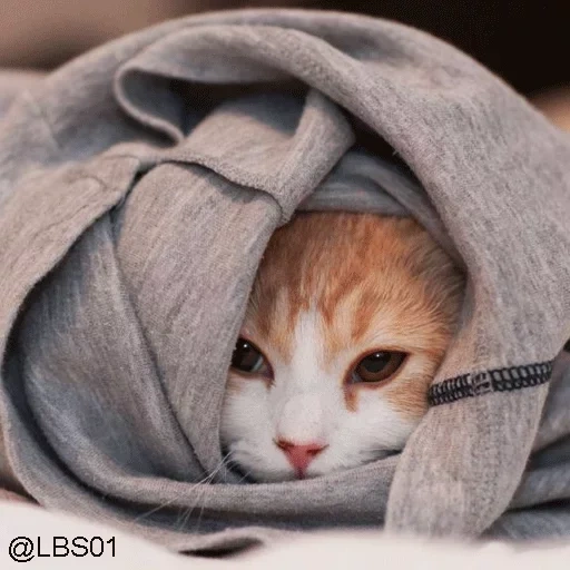 котик, кот капюшоне, кошка одеяле, котенок одеяле, котик капюшоне