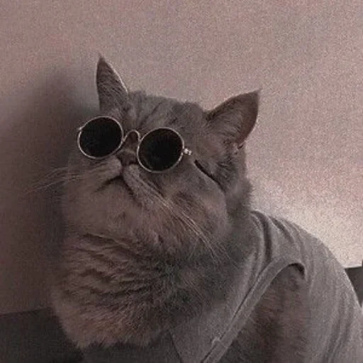 кот, кошка, one cool cat