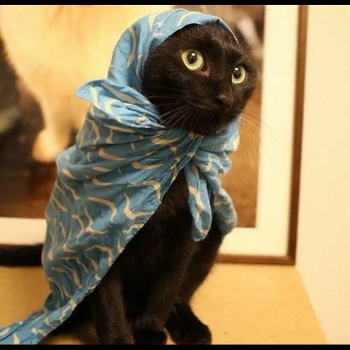 кот, кошка, кот платке, платок кошками, кошка платочке